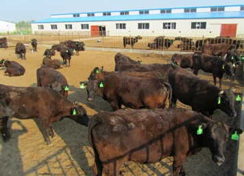 GMP+国际和荷兰肉类与饲料中心到访北京九州大地生物技术集团-企业动态-新闻资讯-农业e线